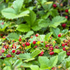 Vesca Baron Strawberry Seeds – Solemacher Berry Fragari Fruit – photo 6