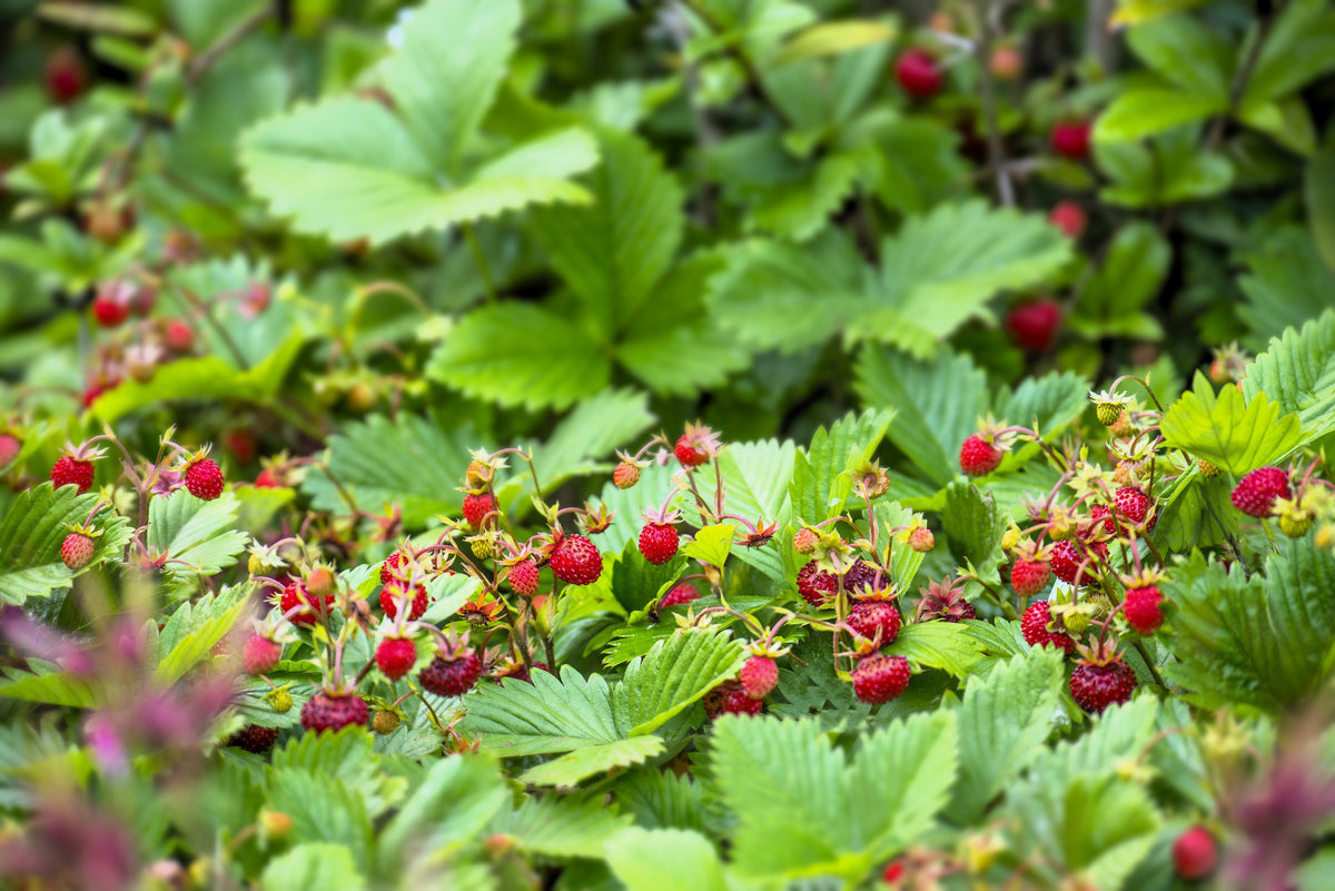 Vesca Baron Strawberry Seeds – Solemacher Berry Fragari Fruit – photo 6