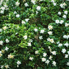 50 GARDENIA Jasminoides / CAPE JASMINE Fragrant White Shrub Houseplant Flower Seeds