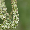 200 LARGE LEAF SORREL (Garden Sorrel / Spinach Dock / Redshank) Rumex Acetosa Vegetable Seeds