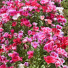 500 Pink FAREWELL TO SPRING Clarkia Elegans Godetia Flower Seeds