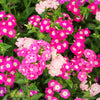 Mixed Colors Drummond Phlox Mix Seeds – Pink, Red, & White Phlox Drummondii Flower – photo 14