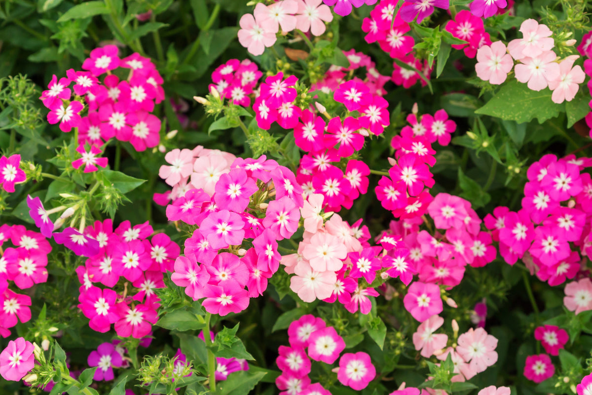 Mixed Colors Drummond Phlox Mix Seeds – Pink, Red, & White Phlox Drummondii Flower – photo 14