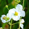 500 White Broadleaf ARROWHEAD Sagittaria Latifolia POND WETLAND Flower Seeds