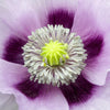 350 TASMANIAN Purple & White POPPY Papaver Somniferum Flower Seeds