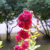 100 STRAWBERRY STICKS / SPINACH Chenopodium Foliosum Fruit Berry Seeds