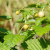 100 YELLOW WONDER STRAWBERRY Everbearing Heirloom Alpine Fragaria Vesca Yellow Berry Fruit Seeds