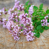 500 OREGANO Origanum Vulgare Herb Purple Butterfly Flower Seeds