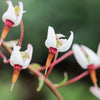 Perennial Cranberry Seeds – American Vaccinium Macrocarpon Red Fruit Bush – photo 8