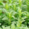 200 PENNYROYAL Mint Mentha Pulegium Herb Purple Flower Seeds