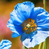 10 BLUE HIMALAYAN POPPY Tibetan Meconopsis Betonicifolia Flower Seeds