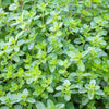 1000 Common GARDEN THYME English, German, French, or Winter Thymus Vulgaris Herb Flower Seeds