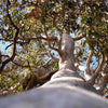 25 RED FOREST GUM Tree Eucalyptus Tereticornis Blue Grey Mountain Flower Seeds