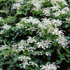 50 Schizophragma Hydrangeoides Seeds – White Japanese Hydrangea Vine