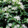 50 Schizophragma Hydrangeoides Seeds – White Japanese Hydrangea Vine