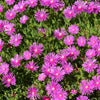 25 Table Mountain ICE PLANT Magenta Fuchsia Delosperma Cooperi Hardy Pink Carpet Flower Seeds