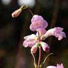 250 LARGE FLOWERED BEARDTONGUE Penstemon Grandiflorus Native Pink Purple Flower Seeds