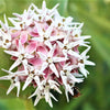 50 SHOWY (Greek) MILKWEED Asclepias Speciosa Flower Seeds
