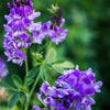 2000 ALFALFA Medicago Sativa Flower Plant Seeds