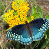10 GAY BUTTERFLIES MILKWEED Red Yellow Orange Mix Asclepias Tuberosa Butterfly Weed Flower Seeds