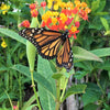 100 SUNSET MILKWEED Asclepias Curassavica Scarlet Blood Flower Red Orange Butterfly Weed Seeds