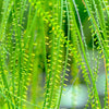 25 JERUSALEM THORN TREE Mexican Palo Verde Parkinsonia Aculeata Yellow & Red Flower Large Shrub Small Tree Legume Seeds