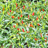 30 BIRDS Eye CHILI PEPPER (Chiltepin Pepper) Capsicum Frutescens Vegetable Seeds