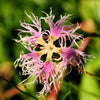 Fringed Pinks Dianthus Seeds – Superbus Flower – photo 12