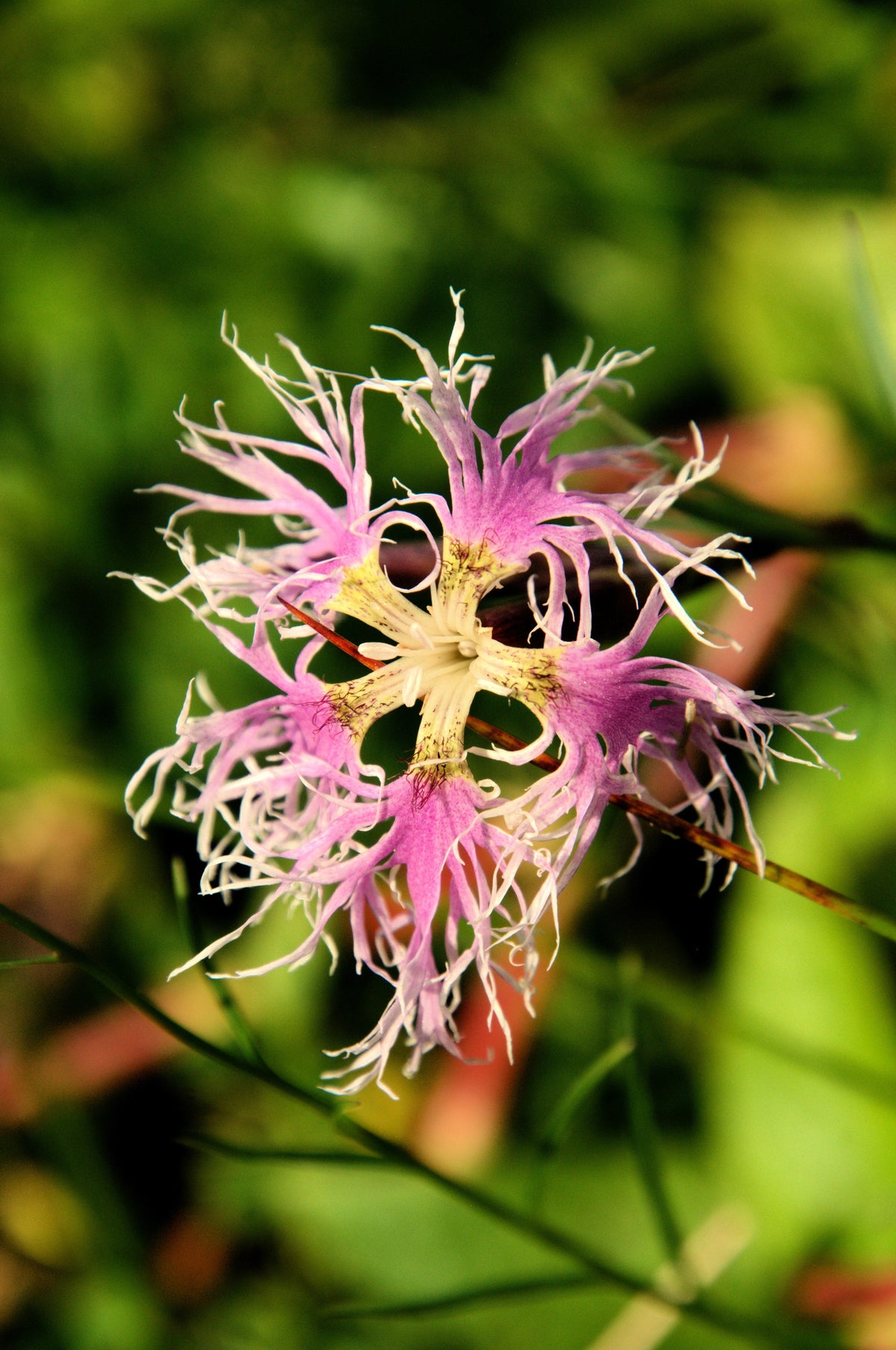 Fringed Pinks Dianthus Seeds – Superbus Flower – photo 12