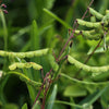 200 SHOWY PINK TREFOIL Stick Tights Desmodium Canadense Flower Seeds