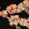 50 INDIAN GINSENG Withania Somnifera Ashwaganda Herb Flower Seeds
