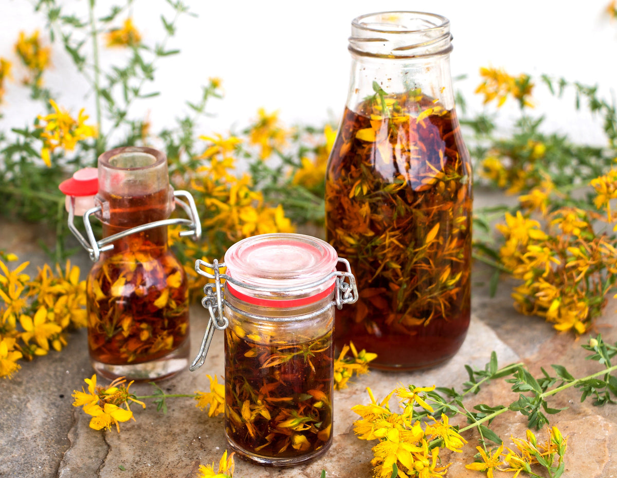 Great Saint Johns Wort Seeds – St John's Hypericum Pyramidatum Yellow Flower Herb' – photo 10
