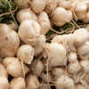 20 JICAMA Mexican Yam Bean Potato Bean Pachyrhizus Erosus Vining Legume Root Vegetable Blue Flower Seeds