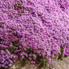 100 Walk On Me CREEPING THYME Thymus Serpyllum Herb Flower Seeds