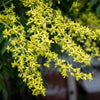 10 DWARF GOLDEN RAIN TREE Koelreuteria Paniculata Nana Yellow Flower Seeds