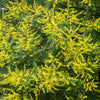10 DWARF GOLDEN RAIN TREE Koelreuteria Paniculata Nana Yellow Flower Seeds