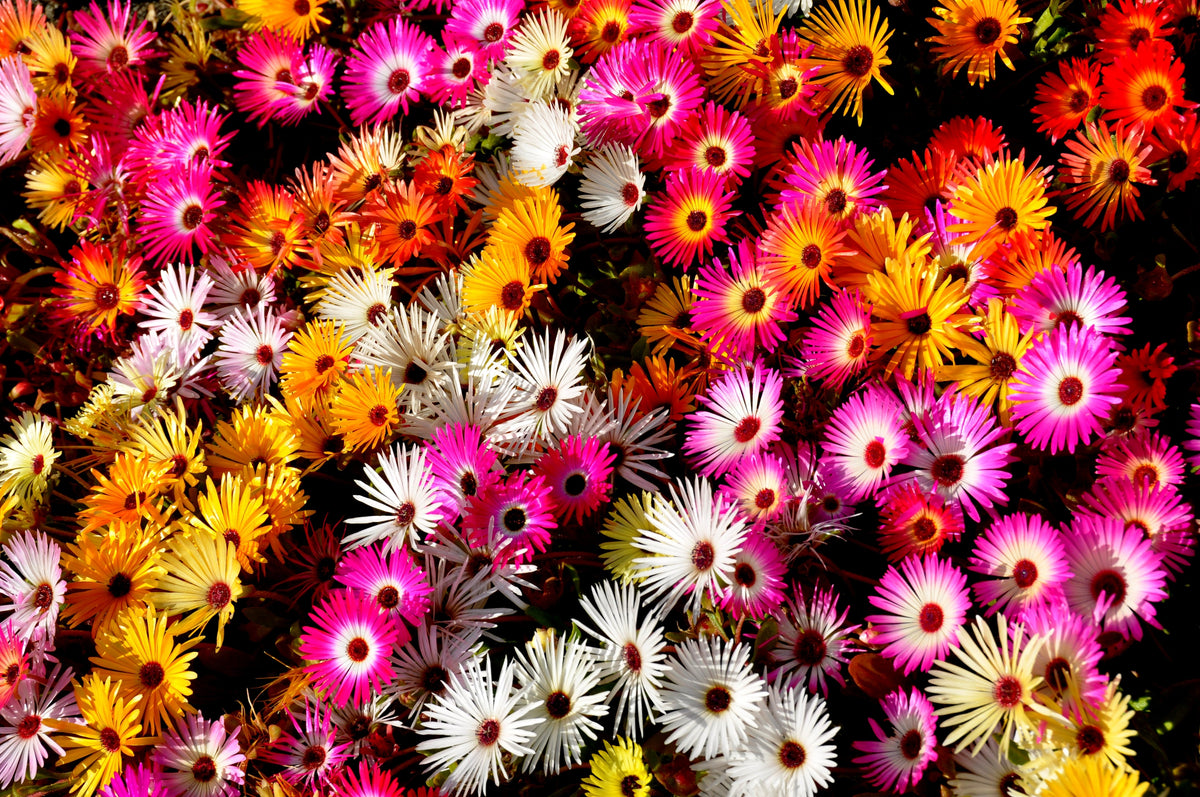 Mixed Colors Ice Plant ( Mesembryanthemum Daisy / Livingstone Daisy ) Dorotheanthus Bellidiformis Flower Seeds