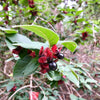 25 TWINBERRY HONEYSUCKLE Lonicera Involucrata California Bearberry Black Twin Berry Endangered Native Sun or Shade Shrub Yellow Red Hummingbird Flower Seeds