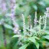 100 MINT BUSH White Elsholtzia Stauntonii Alba Chinese Mint Fragrant Shrub Seeds