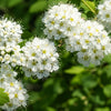 20 NANNYBERRY SWEET VIBURNUM Lentago Shrub Tree Blue Black Berry Fruit White Flower Seeds