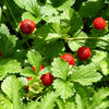 100 ALPINE STRAWBERRY Fragaria Vesca Red Fruit White Flower Seeds