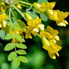 25 SIBERIAN PEASHRUB Caragana Arborescens Peatree Yellow Flower Legume Vegetable Seeds