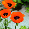 100 PRINCE of ORANGE POPPY Oriental Poppy Papaver Orientale Perennial Flower Seeds