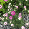 500 LOVE In A MIST PERSIAN Jewels Mixed Colors (Fennel Flower) Nigella Damascena Flower Seeds