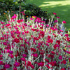 200 Organic ROSE CAMPION Magenta Silver Catchfly Lychnis Silene Coronaria Flower Seeds