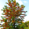 35 SILKY OAK TREE Orange Flower Southern Silver Oak Grevillea Robusta Seeds