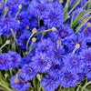 1000 Tall Blue BACHELOR'S BUTTON / CORNFLOWER Centaurea Cyanus Flower Seeds