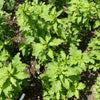 300 EPAZOTE (Mexican Tea) Chenopodium Ambrosioides  Dysphania Herb Flower Seeds