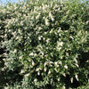 35 EUROPEAN PRIVET HEDGE Common Wild Ligustrum Vulgare Flower Shrub Seeds