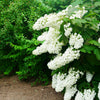 40 White OAK LEAF HYDRANGEA Quercifolia Shrub Flower Seeds